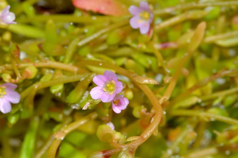 calandrinia brevipedata