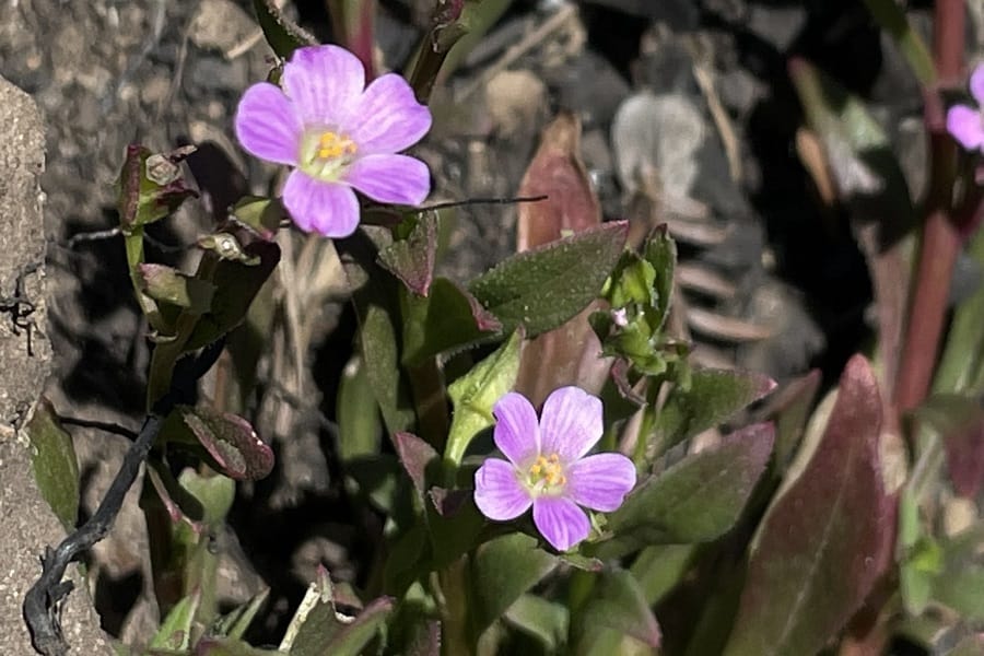 calandrinia breweri