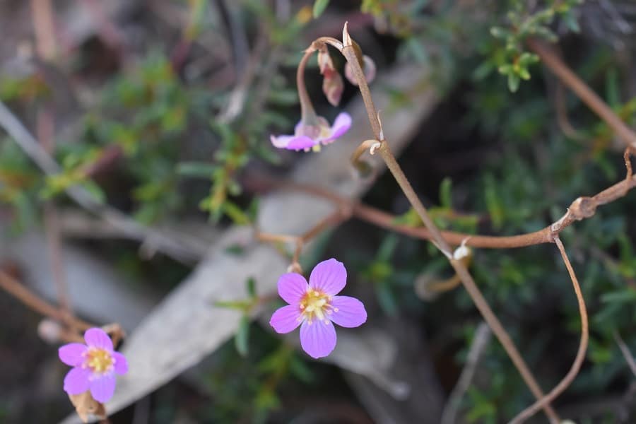 calandrinia calyptrata