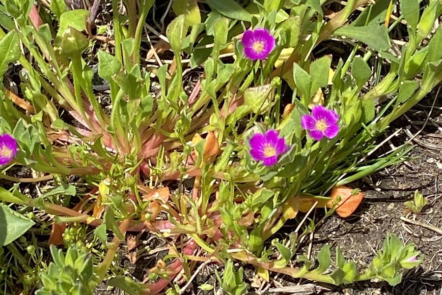 calandrinia ciliata