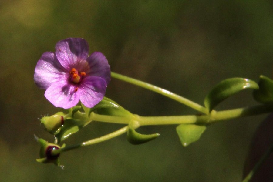 calandrinia compressa