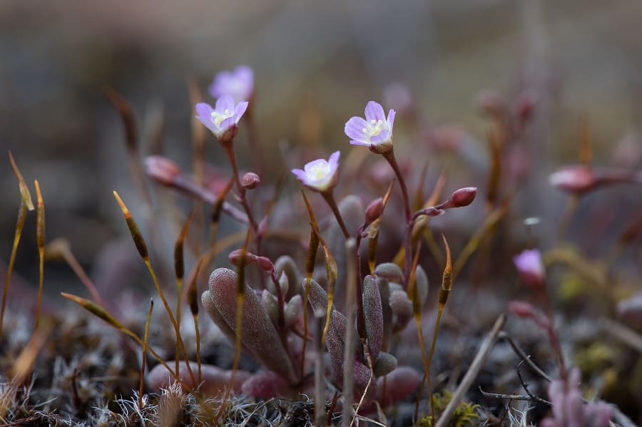 calandrinia eremaea