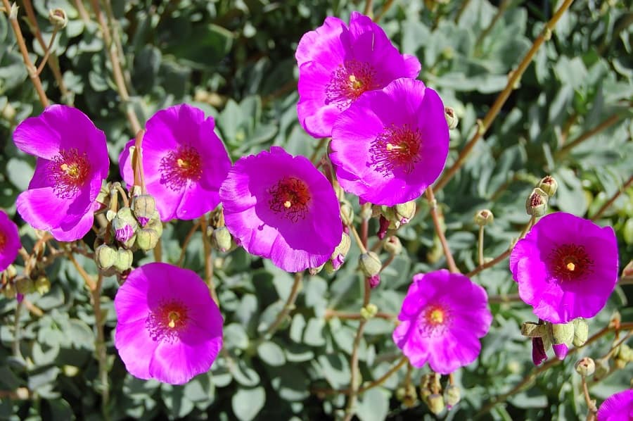 calandrinia grandiflora