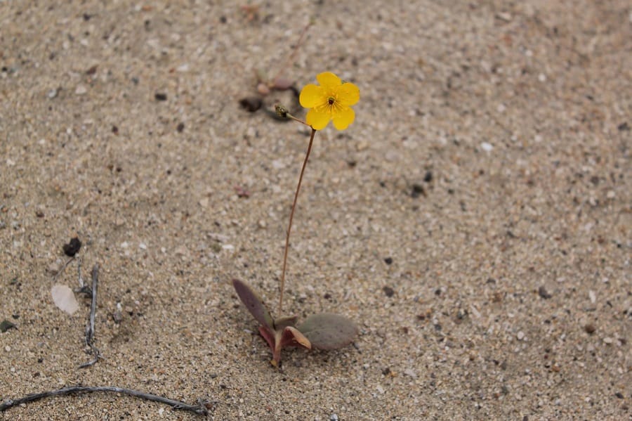 calandrinia litoralis