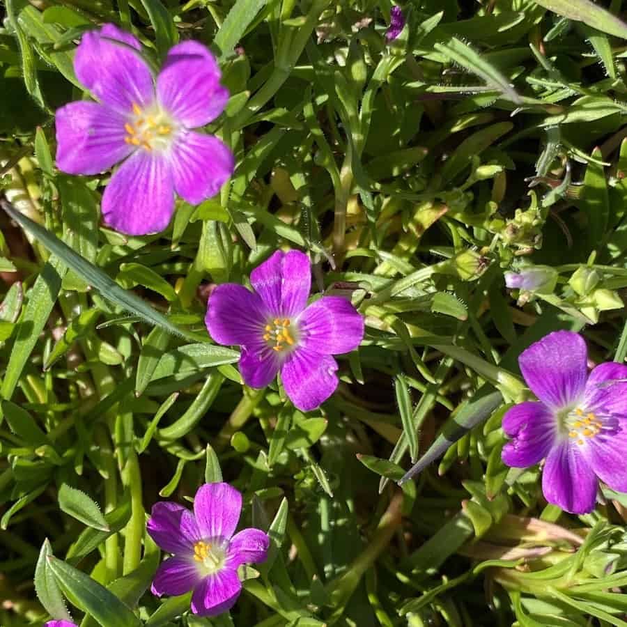 calandrinia menziesii