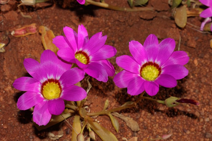 calandrinia mirabilis