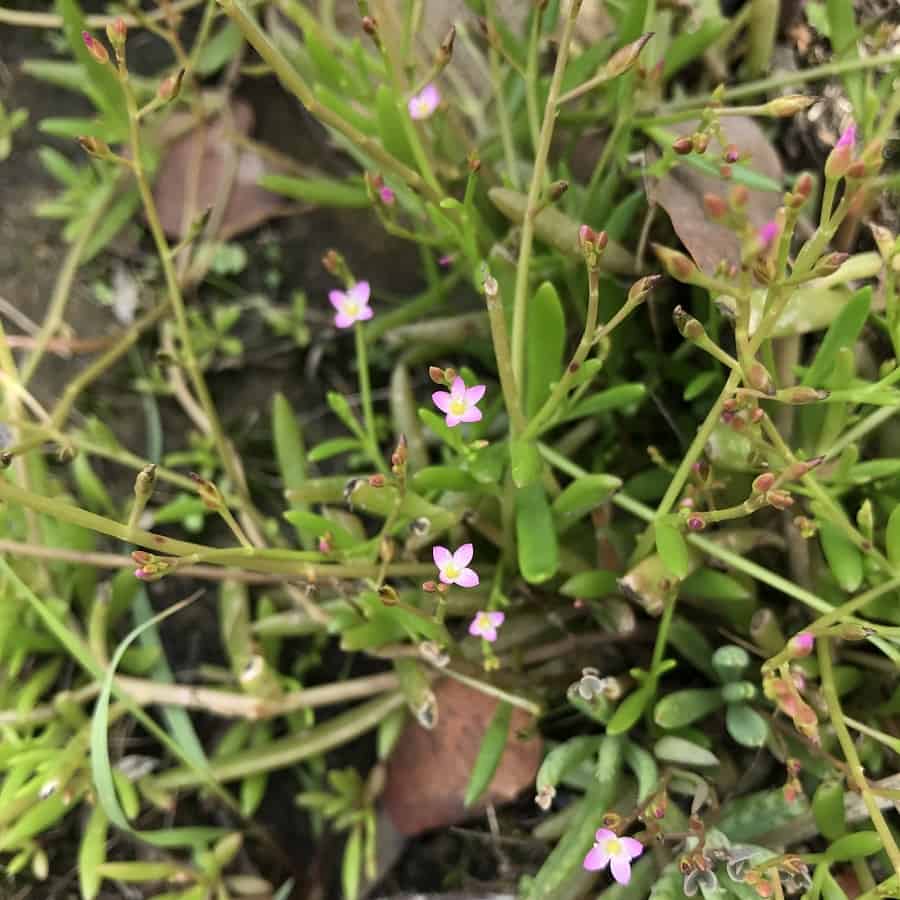 calandrinia pickeringii