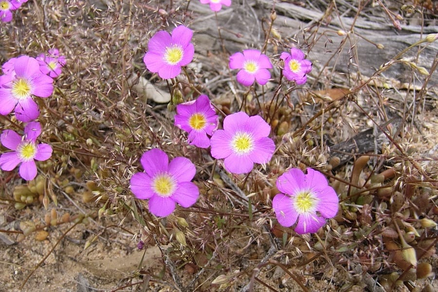 calandrinia polyandra