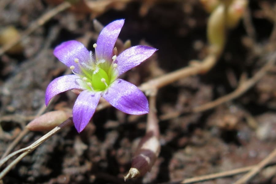 calandrinia ptychosperma