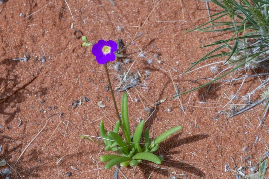 calandrinia remota