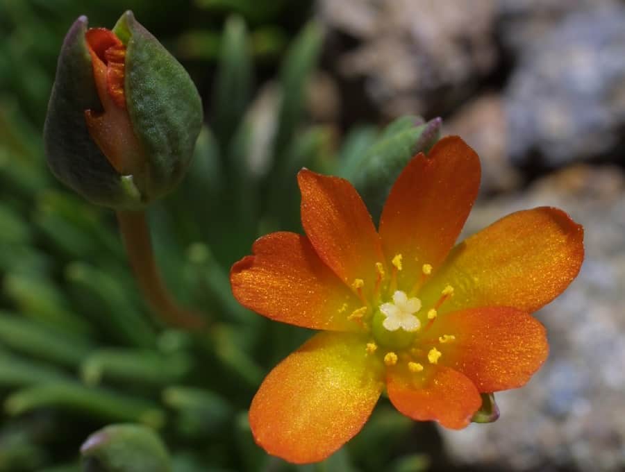 calandrinia skottsbergii