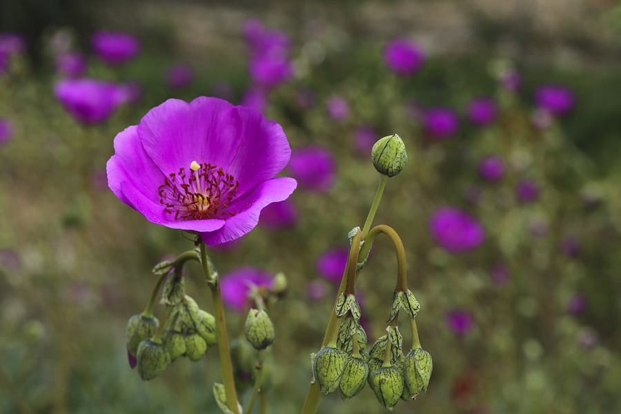 calandrinia spectabilis