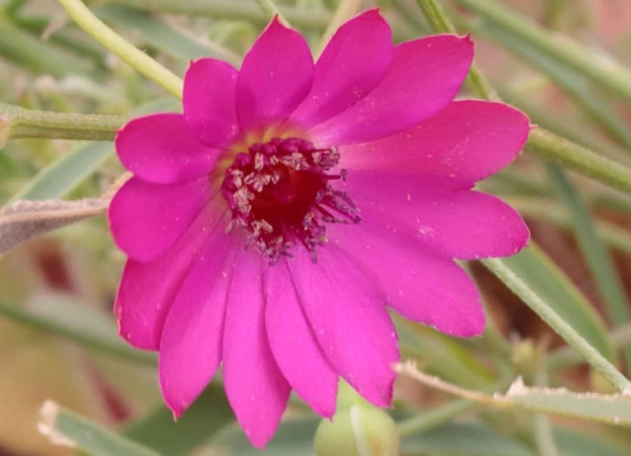 calandrinia strophiolata