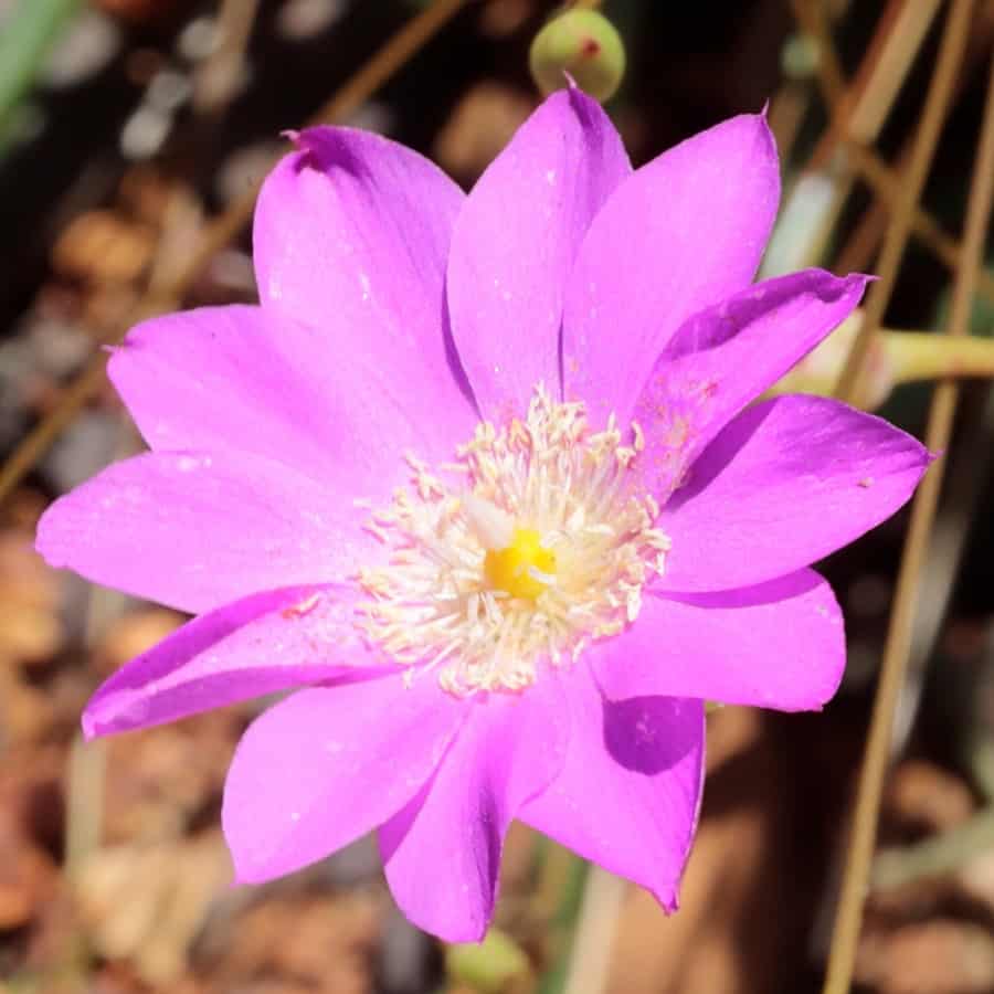 calandrinia uniflora