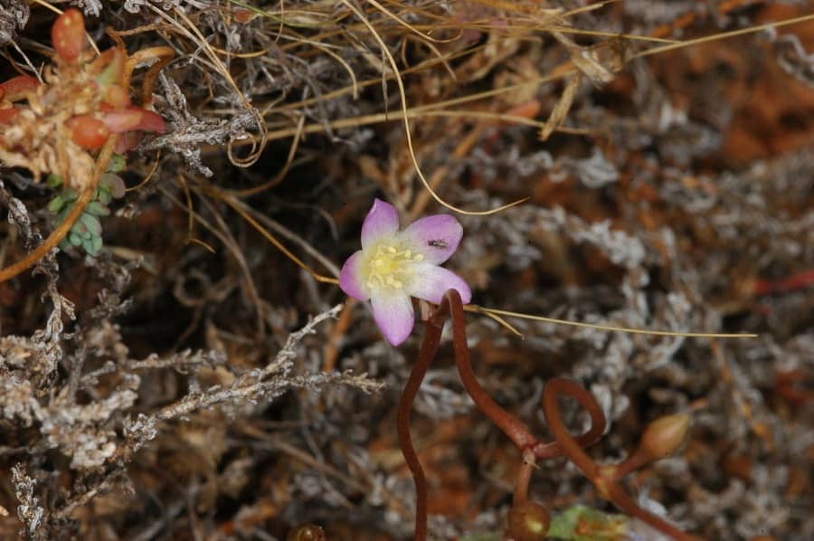 calandrinia volubilis