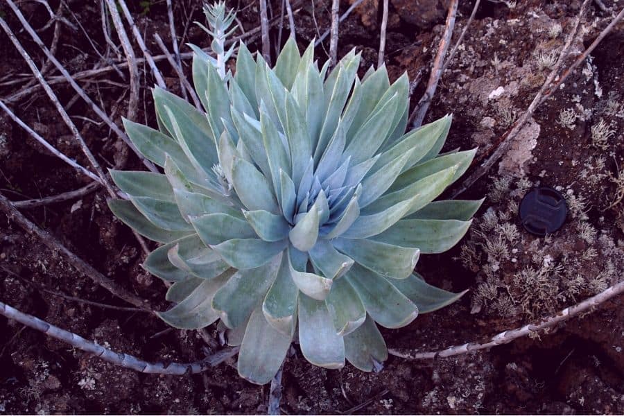 dudleya anthonyi