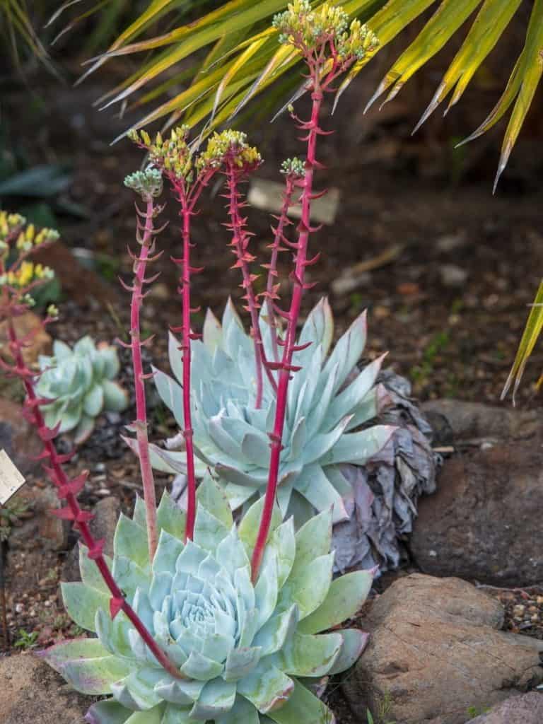 dudleya brittonii