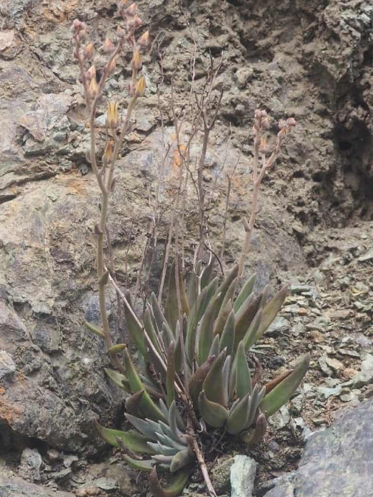 dudleya abramsii