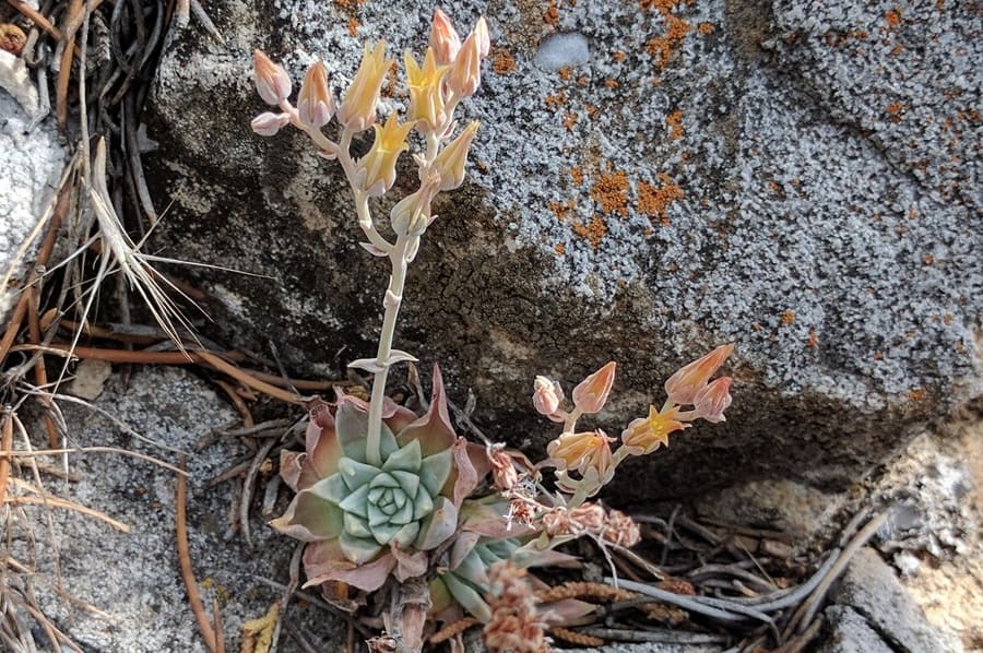 dudleya abramsii ssp. affinis