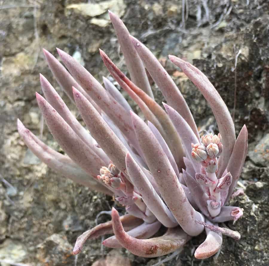 dudleya abramsii ssp. bettinae