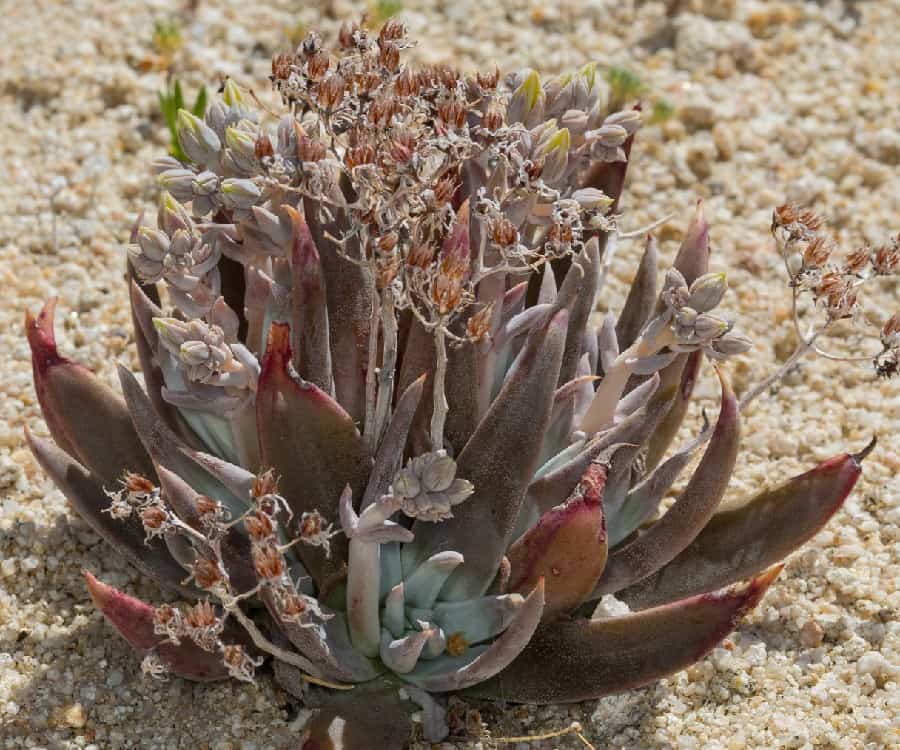 dudleya abramsii ssp. calcicola