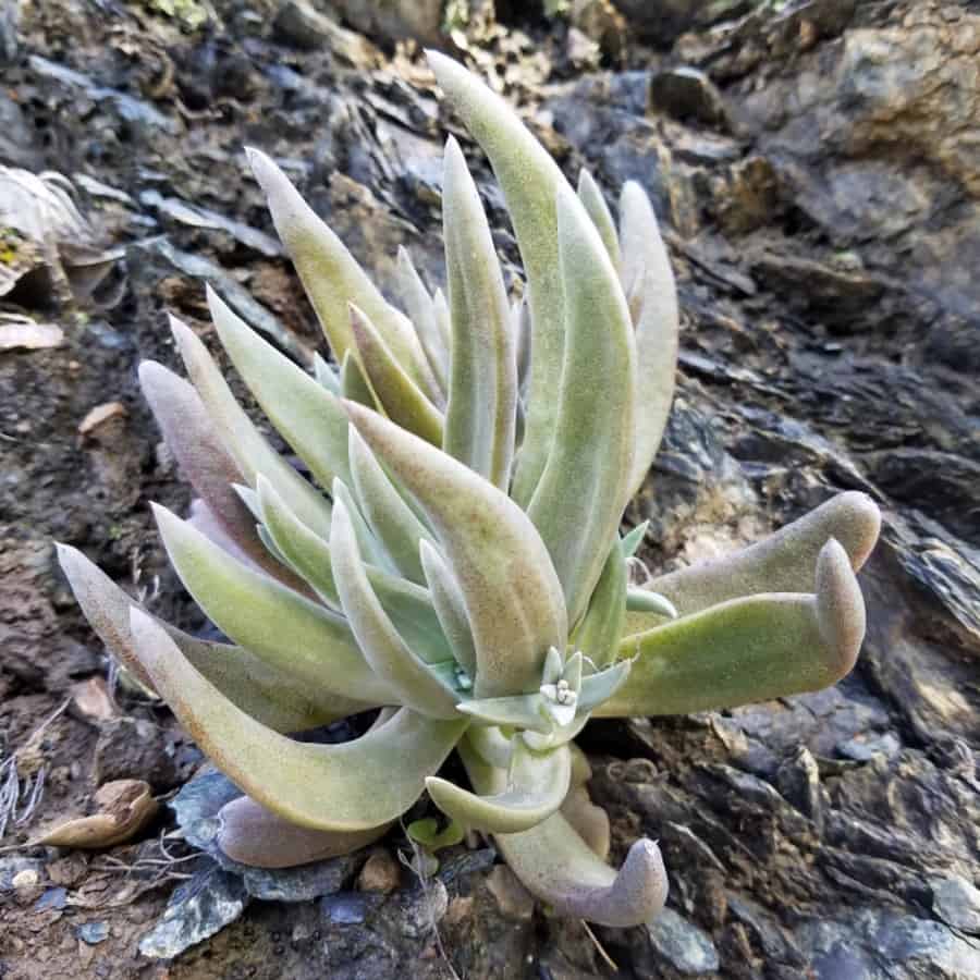 dudleya abramsii ssp. murina