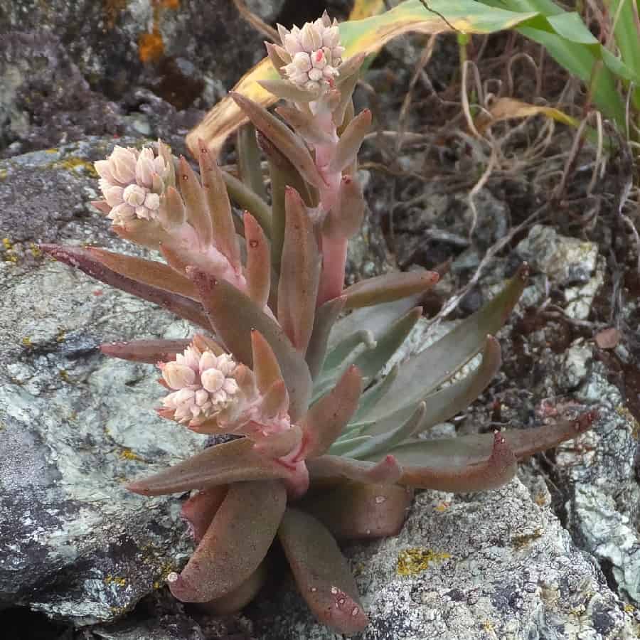 dudleya abramsii ssp. setchellii