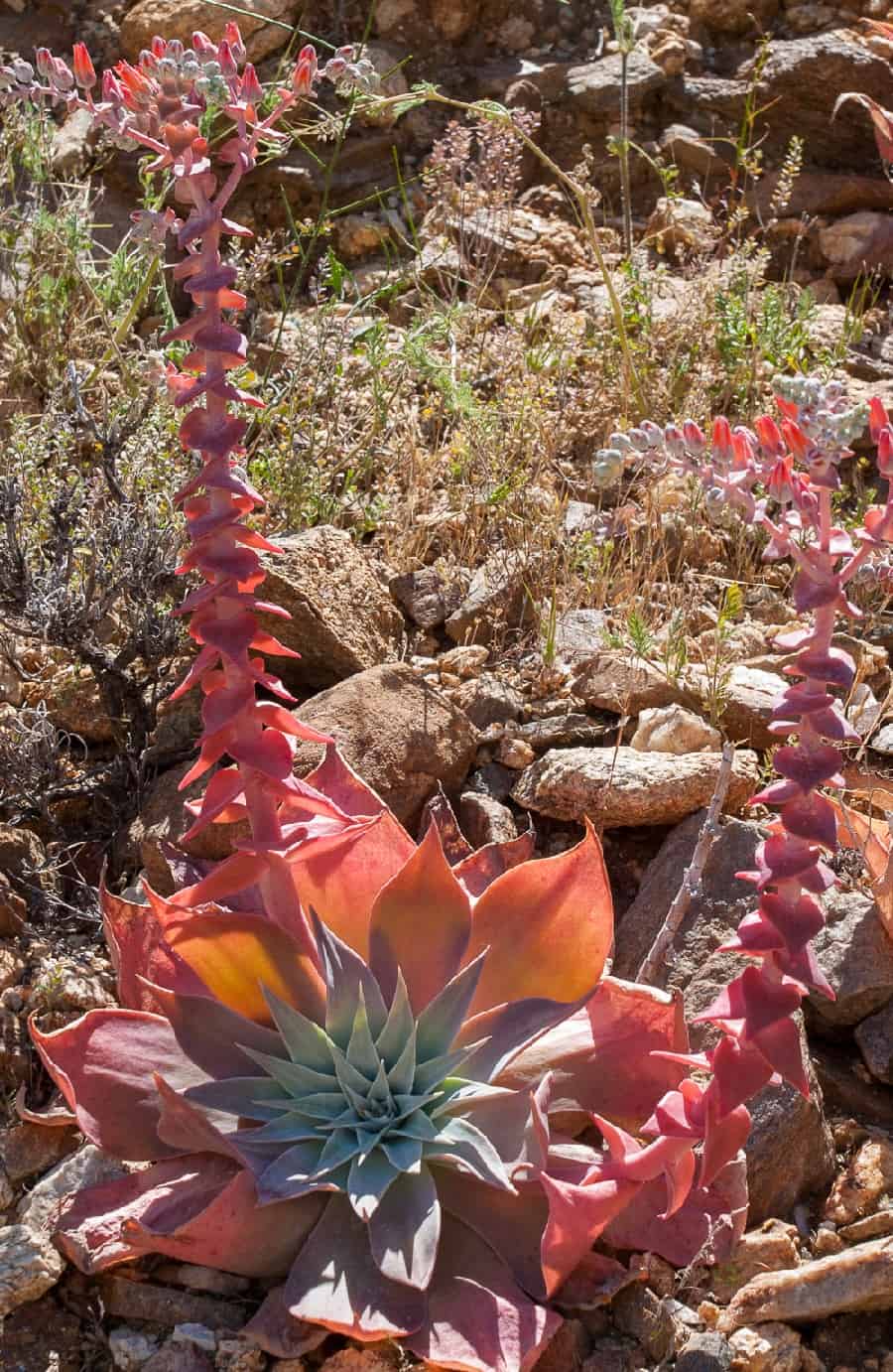 dudleya arizonica