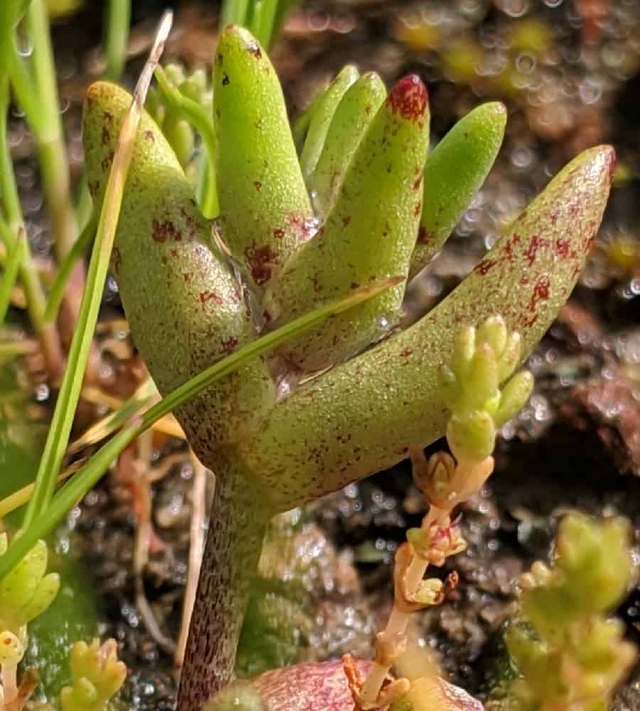 dudleya blochmaniae ssp blochmaniae