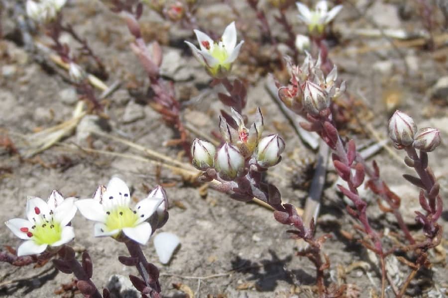 dudleya blochmaniae ssp. insularis