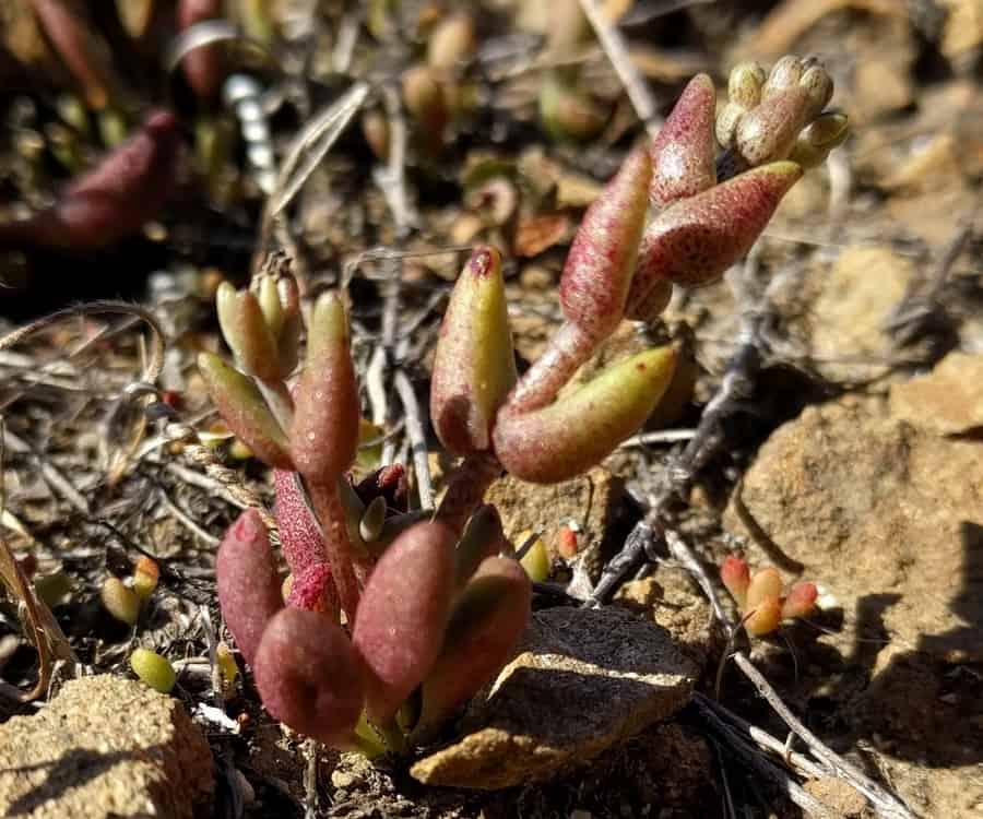 dudleya blochmaniae