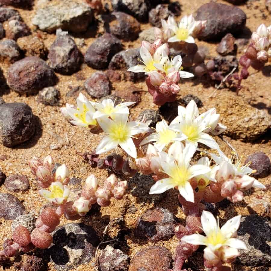 dudleya brevifolia