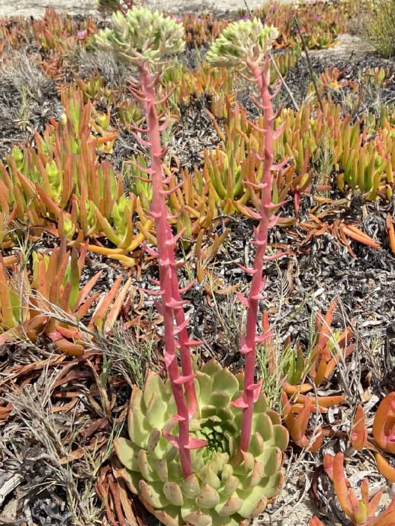 dudleya brittonii