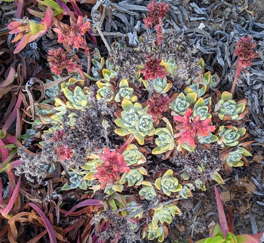 dudleya caespitosa