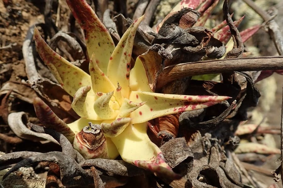 dudleya cultrata