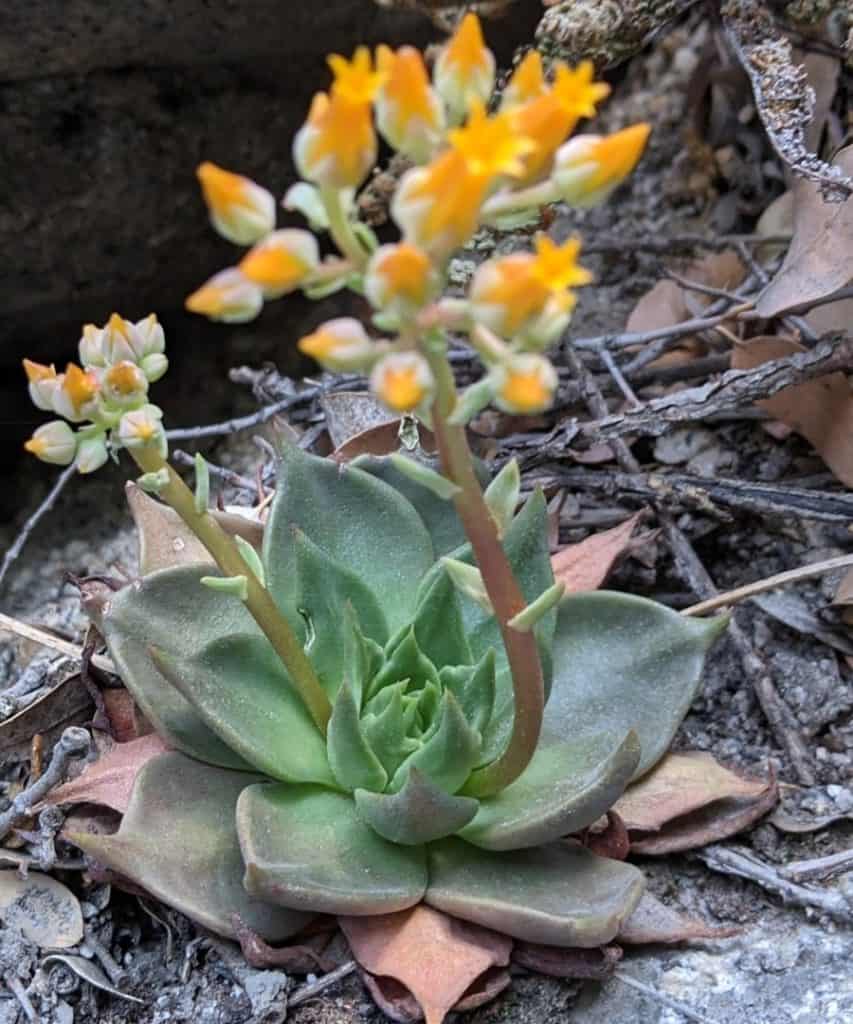 dudleya cymosa