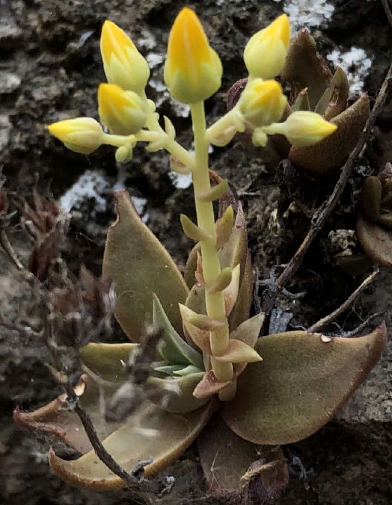 dudleya cymosa ssp. agourensis