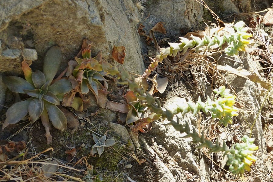 dudleya cymosa ssp. crebrifolia