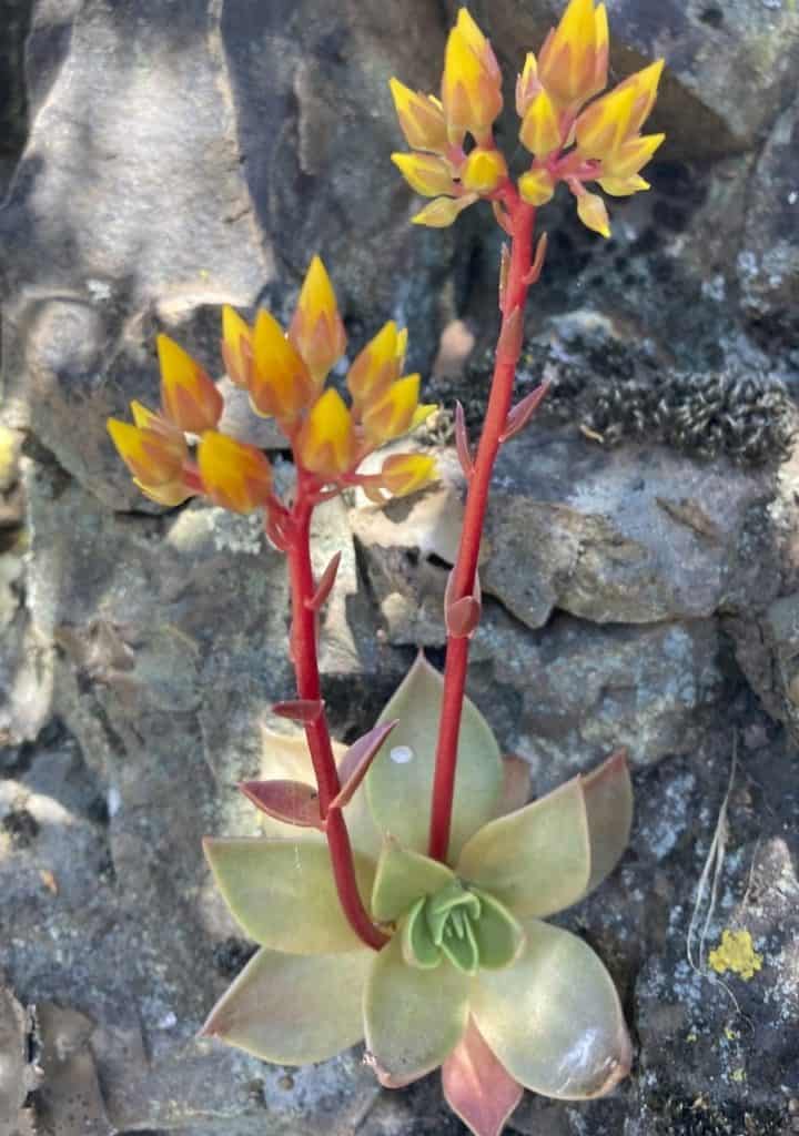 dudleya cymosa ssp. cymosa