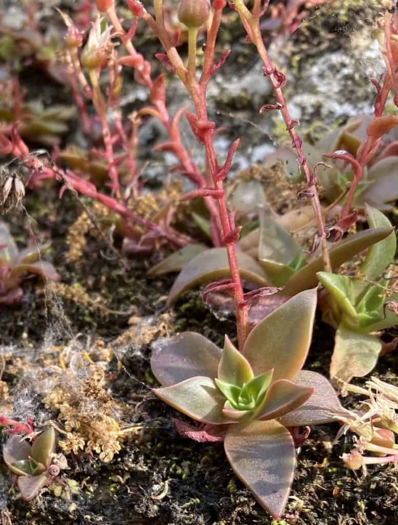 dudleya cymosa ssp. marcescens