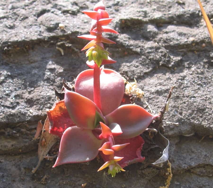 dudleya cymosa ssp. ovatifolia