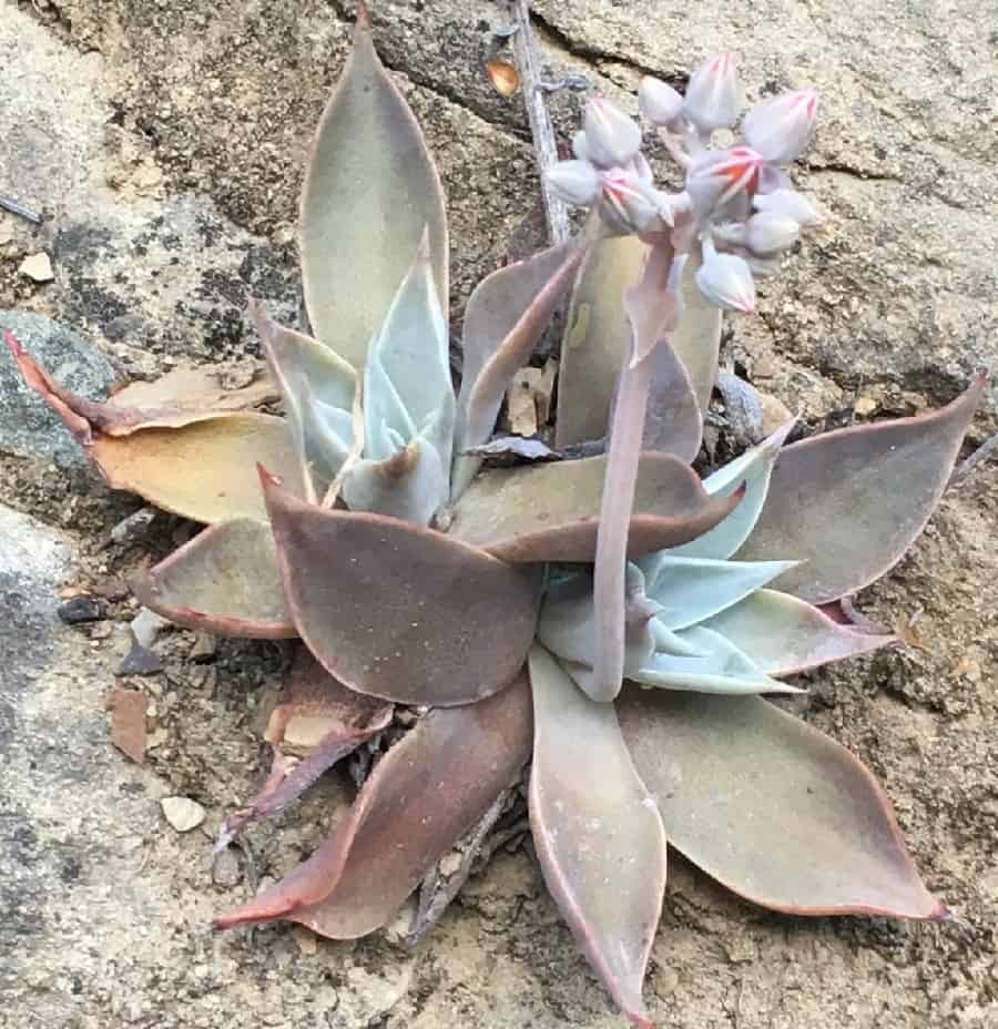 dudleya cymosa ssp. pumila