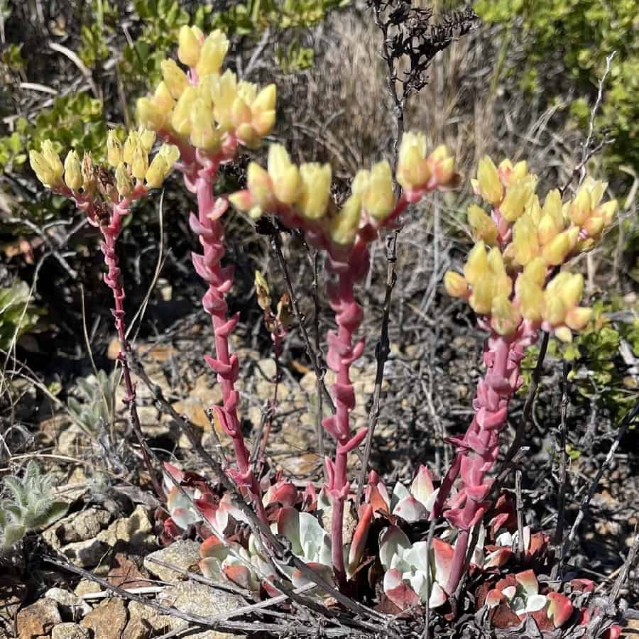 dudleya farinosa