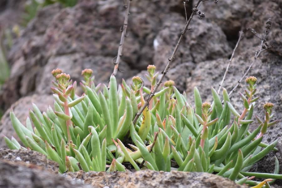 dudleya formosa