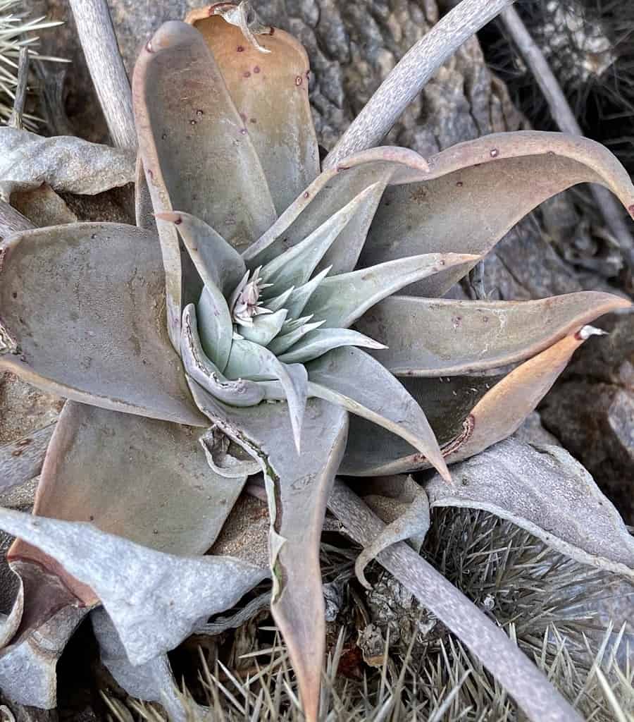 dudleya gatesii