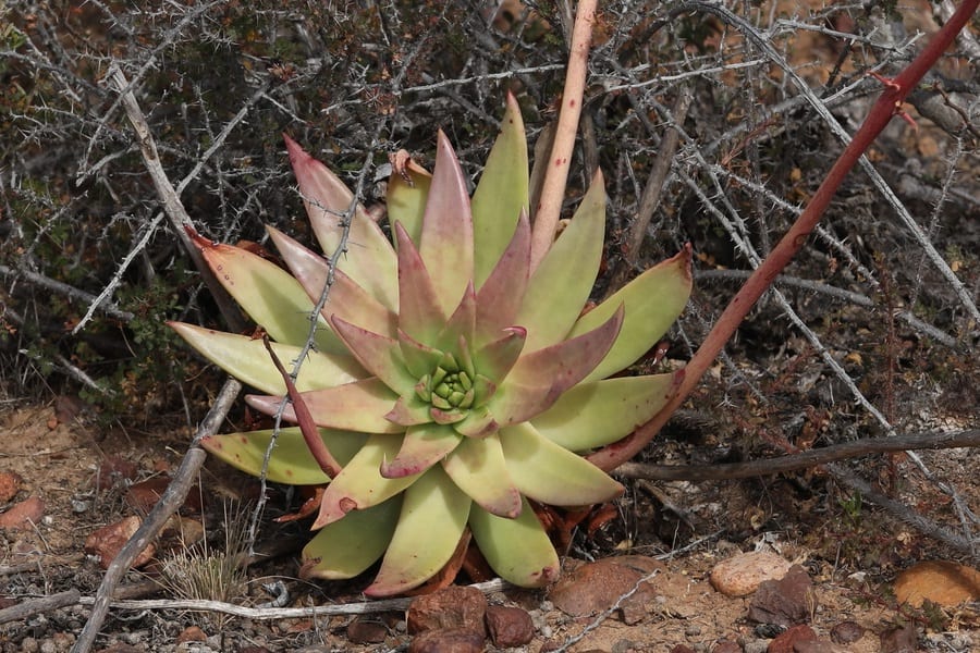 dudleya ingens