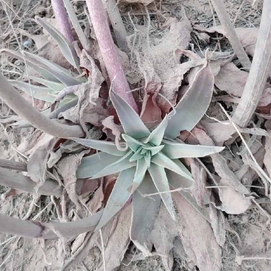 dudleya lanceolata