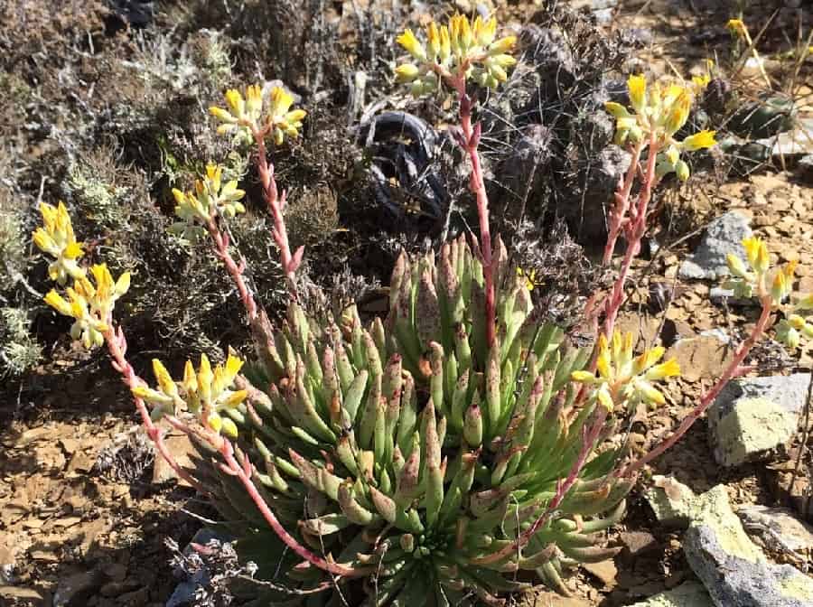 dudleya linearis