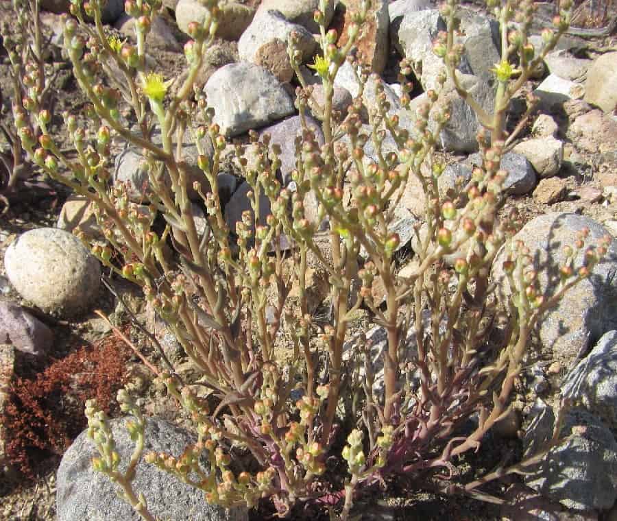 dudleya multicaulis