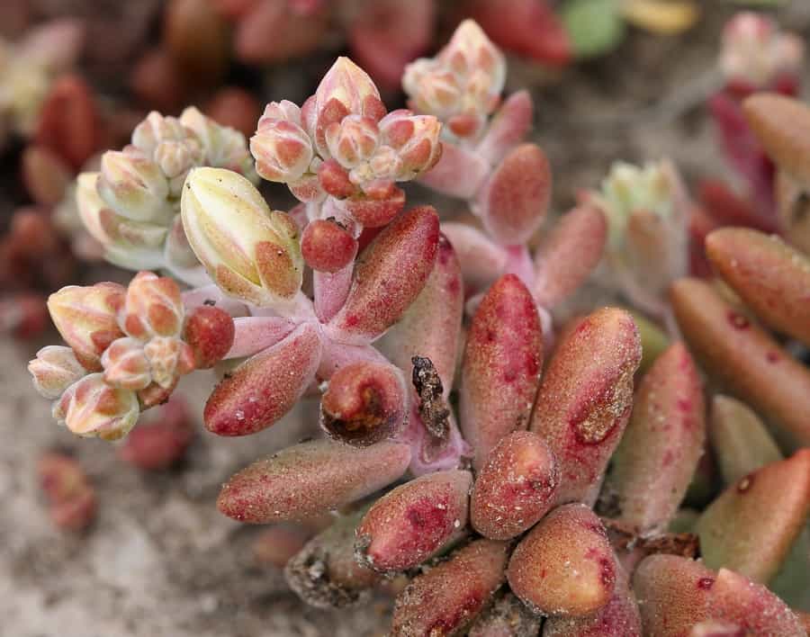 dudleya nesiotica